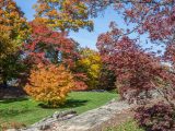 Orange, red, and yellow trees with blue skies