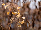 Pale yellow flowers with small brown buds