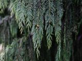 Close up of willowing pines