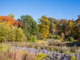 Multi-colored trees and small purple flowers