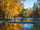 Bright yellow/orange tree shadowing visitors; trees reflection in the water