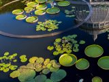 Green water lilies in the water with the reflection of the Conservatory's Palm Dome