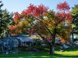 A large tree with red, yellow, green and orange leaves in front of a large white and grey rock amongst green grass and trees below below skies.