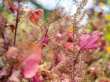 Small red leaves on brown and burgundy stems.