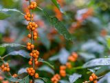 Close up of small round orange berries on a stem