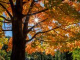 Sugar maple with orange leaves in fall