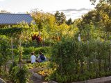 Student and moth harvesting vegetables as the sun sets