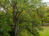 Large blue ash tree on Garden Way