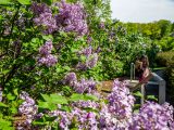 Visitor taking a picture of bright lavender lilacs and green leaves