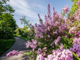 Winding path with bright pink lilacs along the side