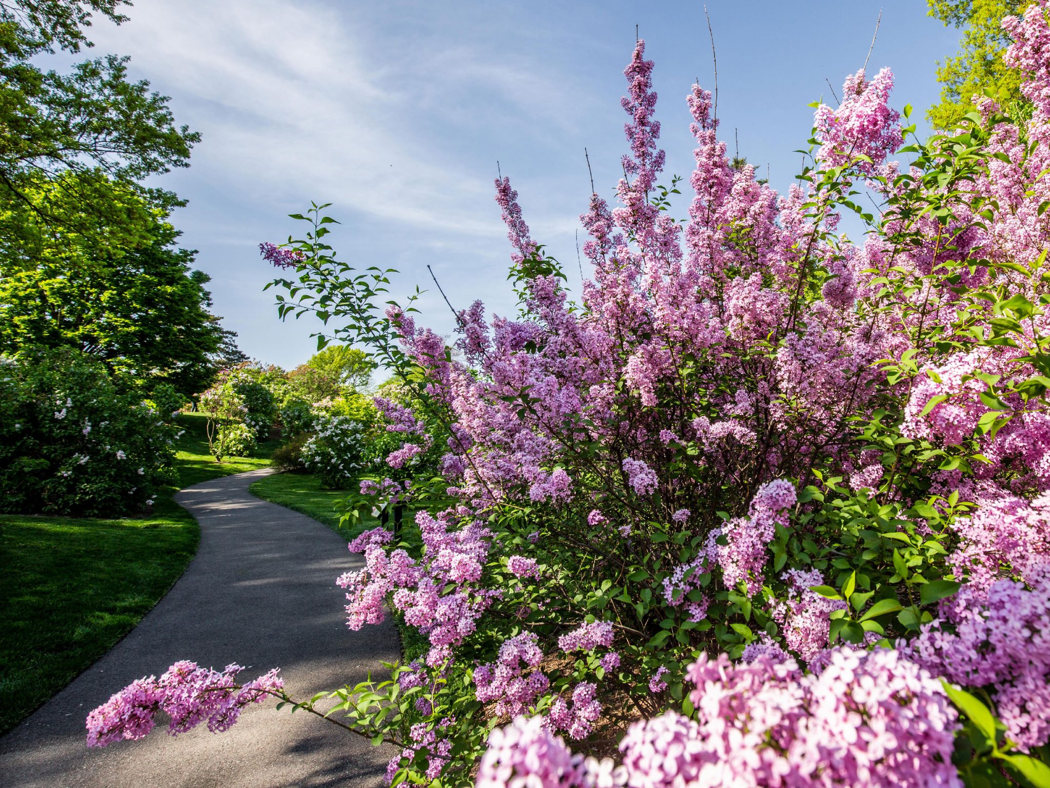 Lilac Collection » New York Botanical Garden