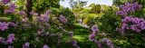 Bright purple lilacs with a visitor in the background