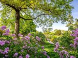 Bright green landscape with bright pink lilacs scattered around