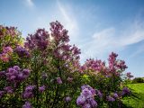 Sun peaking through an area of lilacs with blue skies