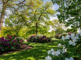 Bushes of pink, red and white peonies amongst bright green grass, green trees and blue skies