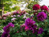 Pink, purple, magenta, and white peonies growing in green bushes amongst green trees and blue skies.