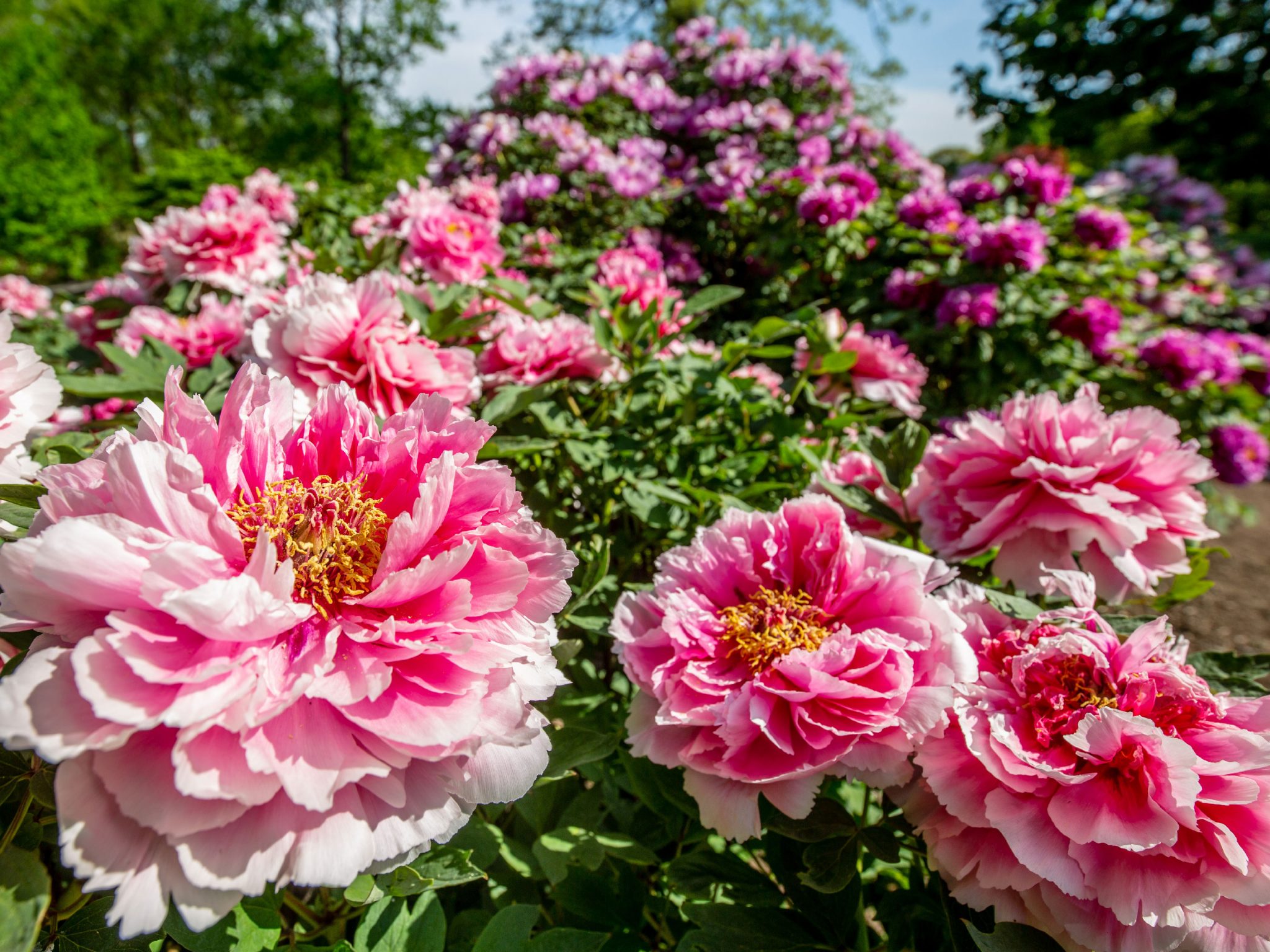 Tree Peonies New York Botanical Garden