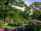 Wide shot of pink, white and purple peonies growing in green bushes amongst green grass, green trees and blue skies.