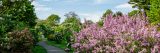 full bloom pink lilac bushes