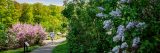 Visitor on path with bright pink lilacs closest to her and blue/purple lilacs in focus of photo
