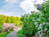 Visitor walking though winding path with pink lilacs closest to her and white lilacs in the forefront