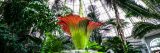 Corpse flower mid-bloom in the Conservatory