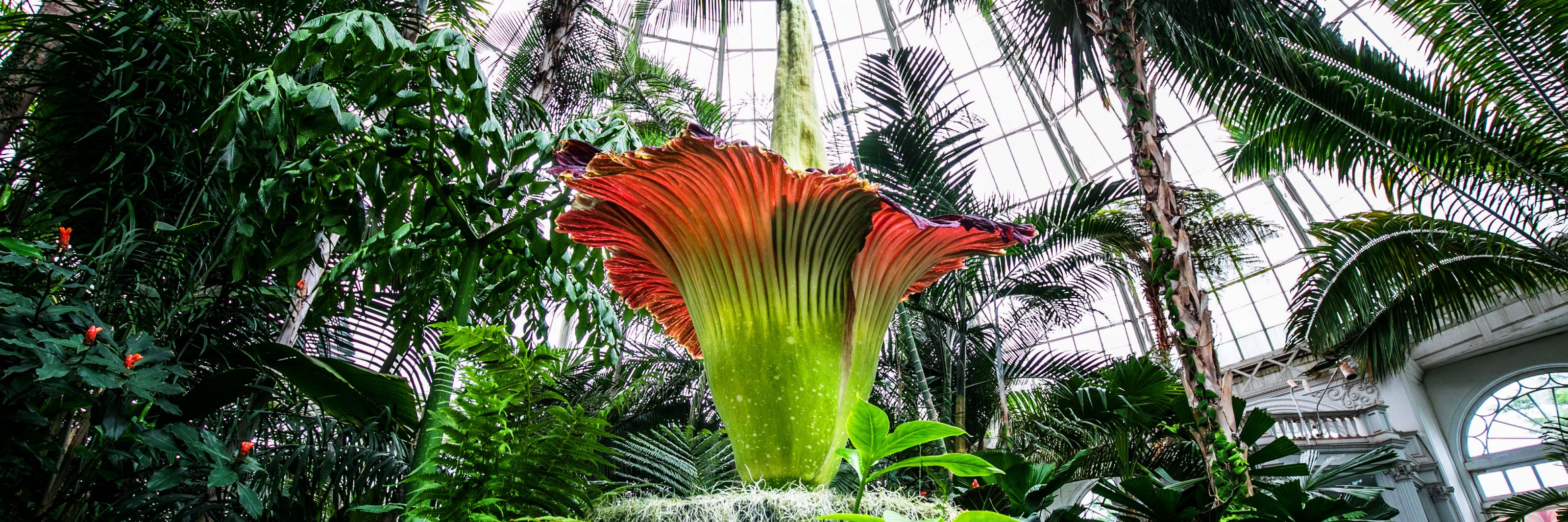 The Corpse Flower (Amorphophallus titanum) » New York Botanical Garden
