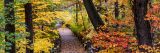 Multi-colored trees surrounding the forest trail with leaves on the ground