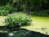 Marsh water with green algae with a green and purple flower bush in the middle