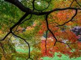 Overhanging branches with a mix of green and red leaves