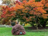 An orange and red tree and a pink bush