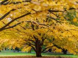 Layers of golden leaves sprouting from dark brown trees amongst bright green grass.