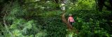 Child walking along path surrounded by plants