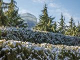 Close up shot of green bushes with white snow on top of them, and green trees and the top of one of the Haupt Conservatory glasshouses in the distance.