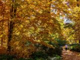 Golden and orange leaves on tall trees overlooking a leaf covered pathway, next to small dark green bushes with one guest walking in the distance.