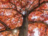 Top of a tree with branches spread outward and red and gold leaves showing throughout along with a bit of sunshine peeking through.