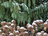 Brown plants and green trees with white snow on top.