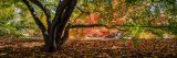 Large maple tree hanging low with leaves covering the ground