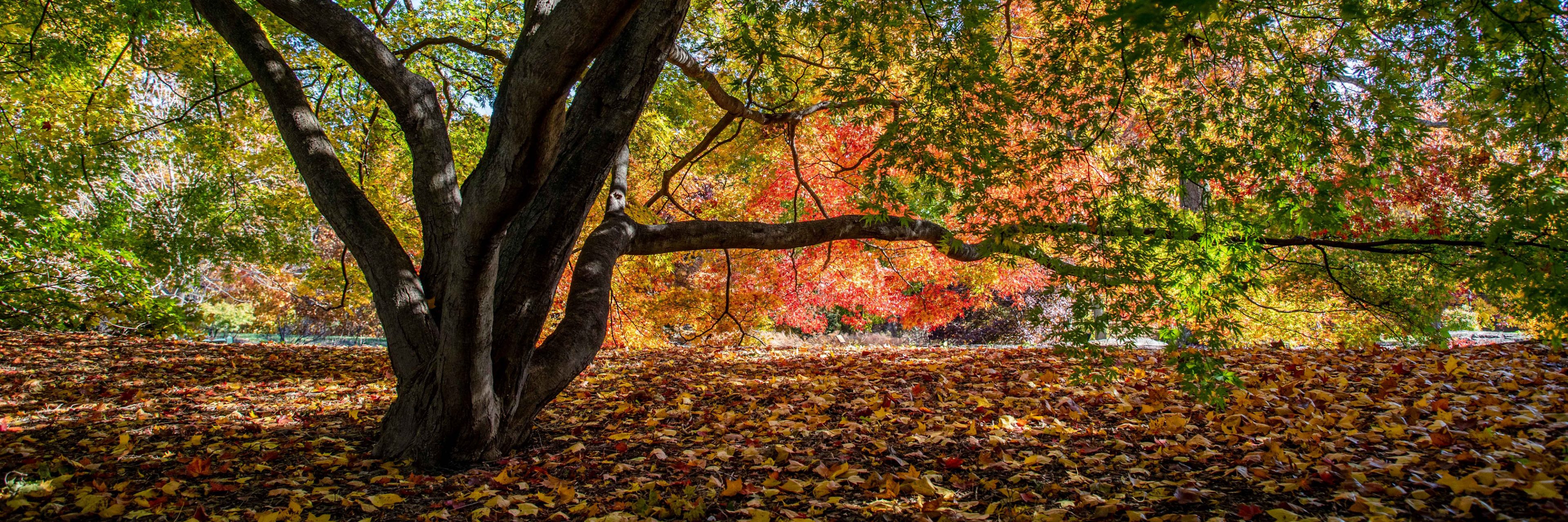 Maple Collection | New York Botanical Garden