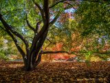 A low hanging tree with a mix of colors, fallen leaves covering the ground