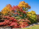 Vibrant green, red and yellow trees with some fallen leaves on the ground