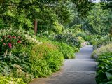 Overflowing green bushes and trees surrounding a grey pathway with a wooden bench in the distance.