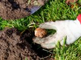 Harvesting bulbs in the dirt