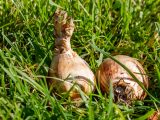 Close up of bulbs in the grass