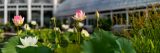 2 pink and 1 white lotus flowers and water Lilys with the Conservatory in the background