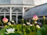 Two pink lotuses and one white lotus in bloom with the Conservatory in the background