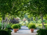 Small, green plants in brown pots on a grey pathway surrounded by green trees and bushes.