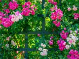 Small light and dark pink roses growing from a green bush through a dark green gate.