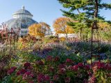 Burgundy, green, and yellow foliage amongst a green tree and the Haupt Conservatory palm Dome in the distance.