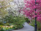 White, green and pink flowers on trees and tulips along the path